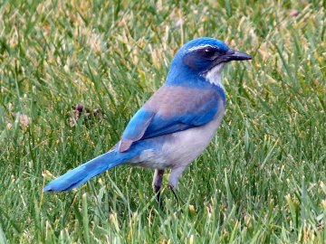 A picture of a bluebird in a grassy yard.