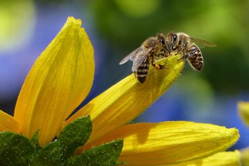 A picture of bees on a garden flower.