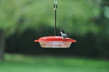 A picture of a hummingbird on a feeder.